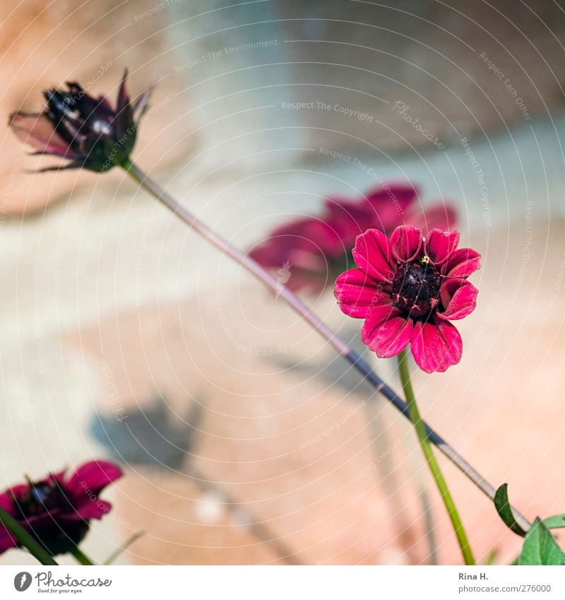 Schokoladenblümchen III Blume Blüte Mauer Wand Blühend Schmuckkörbchen Schokoladenblume Farbfoto Außenaufnahme Menschenleer Licht Schatten Sonnenlicht