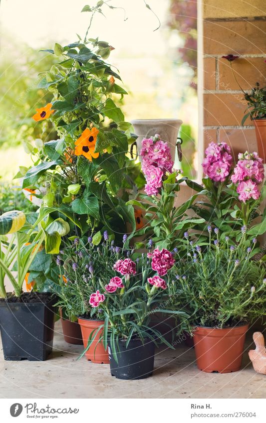 Es fing alles so schön an..... Freude Wohnung Frühling Schönes Wetter Pflanze Blume Garten Mauer Wand Blühend authentisch mehrfarbig Lebensfreude Topfpflanze