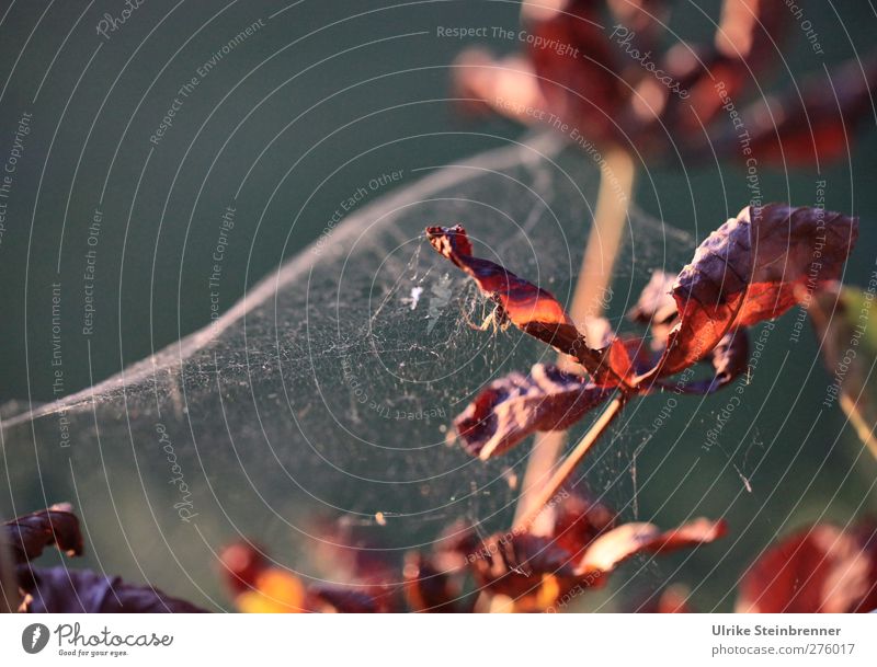 Herbstgespinst II Umwelt Natur Pflanze Schönes Wetter Baum Blatt Kastanienbaum Kastanienblatt Garten Park hängen leuchten schaukeln dehydrieren warten Erfolg