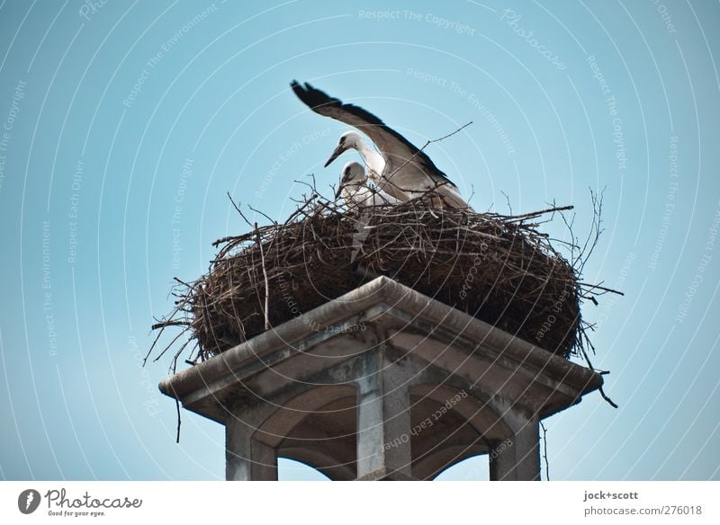 Störche auf dem Schornstein Wildtier Storch Vogel 2 Tier hocken authentisch natürlich oben Leben Idylle Nestbau Flügel Brutpflege Überblick Hintergrund neutral