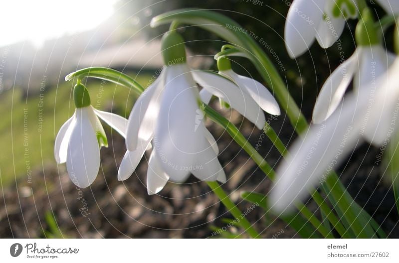 Schneeglöckchen Frühling aufwachen Blüte Garten Sonne Nahaufnahme