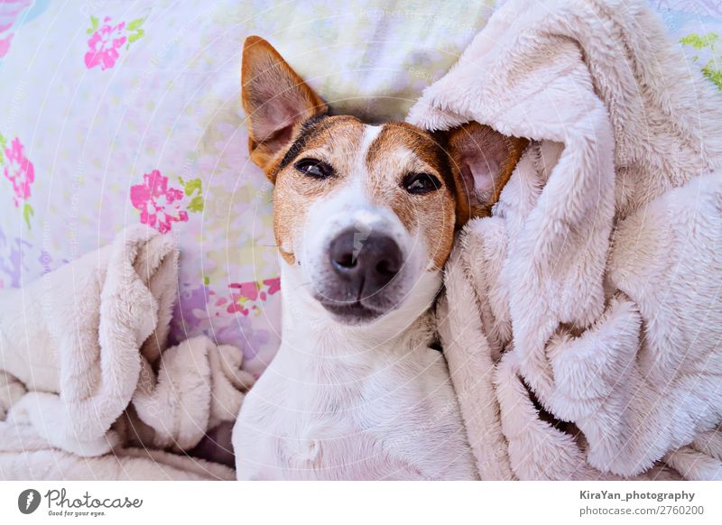 Niedliche verschlafene Schnauze eines Hundes, der auf die Kamera schaut. Lifestyle Glück Gesicht Spielen Winter Schlafzimmer Baby Erwachsene Tier Haustier