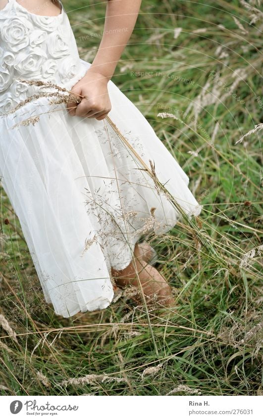 Mein Kind Mädchen Kindheit Leben 1 Mensch 3-8 Jahre Natur Sommer Gras Wiese Kleid natürlich festhalten pflücken Farbfoto Außenaufnahme Tag