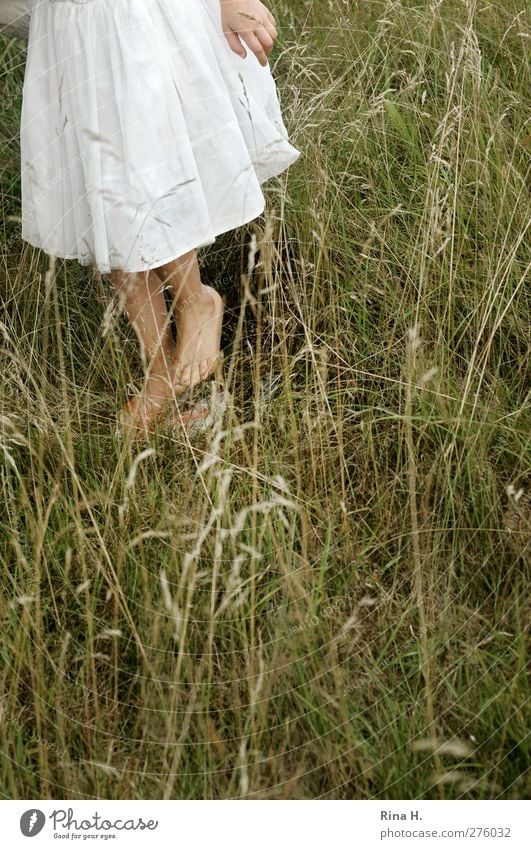 das piekst ! Mädchen 1 Mensch 3-8 Jahre Kind Kindheit Natur Sommer Gras Wiese Kleid gehen Barfuß Suche Farbfoto Schwache Tiefenschärfe Sommerkleid Kinderfuß