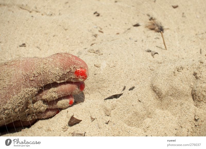 Gelackter Sandfuß Haut Nagellack Freizeit & Hobby Ferien & Urlaub & Reisen Sommer Sommerurlaub Sonnenbad Strand Mensch feminin Junge Frau Jugendliche Erwachsene