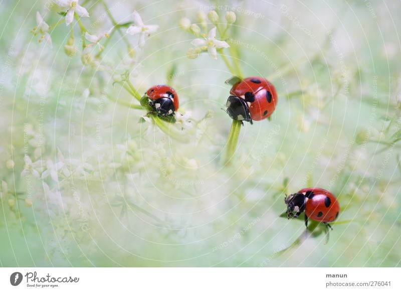 3 x 7 Feste & Feiern Geburtstag Taufe Natur Pflanze Blüte Wildtier Käfer Marienkäfer Siebenpunkt-Marienkäfer Tier Zeichen Glücksbringer Glückwünsche