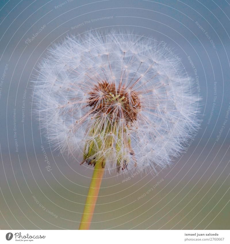 Löwenzahnblume Pflanze Blume Samen geblümt Garten Natur Dekoration & Verzierung abstrakt Konsistenz weich Außenaufnahme Hintergrund romantisch Zerbrechlichkeit