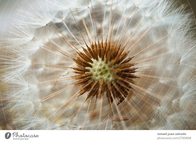 Löwenzahnblume Pflanze Blume Samen geblümt Garten Natur Dekoration & Verzierung abstrakt Konsistenz weich Außenaufnahme Hintergrund romantisch Zerbrechlichkeit