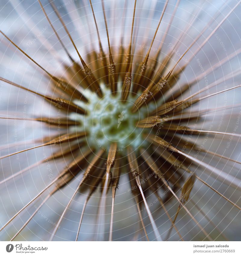 Löwenzahnblume Pflanze Blume Samen geblümt Garten Natur Dekoration & Verzierung abstrakt Konsistenz weich Außenaufnahme Hintergrund romantisch Zerbrechlichkeit