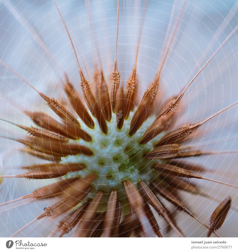 Löwenzahnblume Pflanze Blume Samen geblümt Garten Natur Dekoration & Verzierung abstrakt Konsistenz weich Außenaufnahme Hintergrund romantisch Zerbrechlichkeit