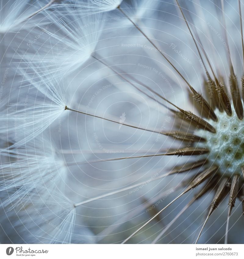 Löwenzahnblume Pflanze Blume Samen geblümt Garten Natur Dekoration & Verzierung abstrakt Konsistenz weich Außenaufnahme Hintergrund romantisch Zerbrechlichkeit