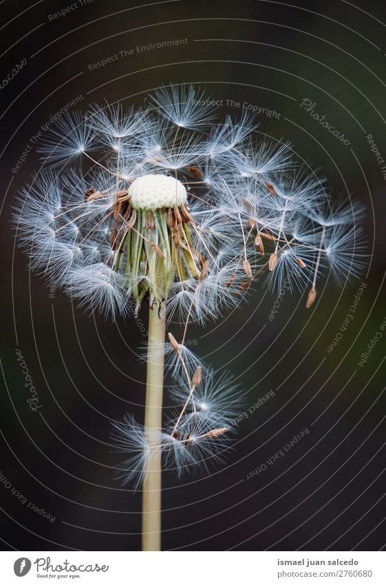 Löwenzahnblume Pflanze Blume Samen geblümt Garten Natur Dekoration & Verzierung abstrakt Konsistenz weich Außenaufnahme Hintergrund romantisch Zerbrechlichkeit