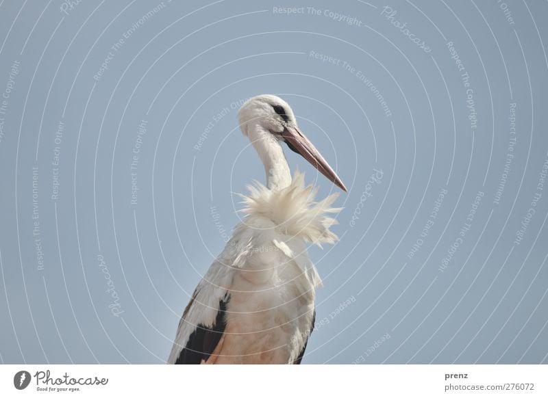 kein Geier Umwelt Natur Tier Wildtier Vogel 1 blau weiß Storch Weißstorch Storchendorf Linum Himmel Farbfoto Außenaufnahme Textfreiraum links