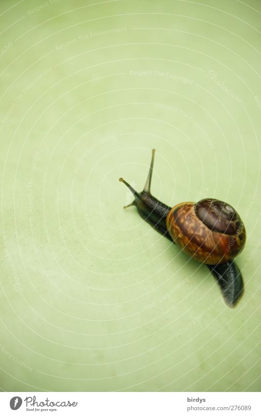 Dunkle Schnecke mit Schneckenhaus kriecht auf mitgrünem Untergrund 1 Tier Bewegung ästhetisch elegant Freundlichkeit schön braun Leben rein Ziel krabbeln