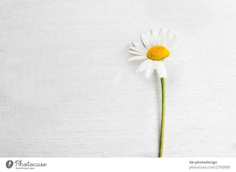 Marguerite on white background, spring concept Natur Pflanze Frühling Sommer Blume Margerite Blühend daisy copy space Flower Blossom Petals springtime Romance