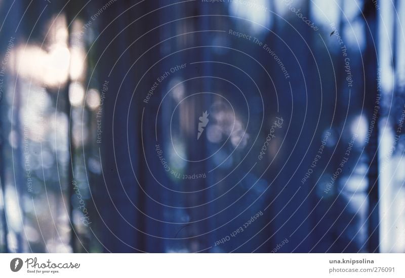 mitternachtsblau Häusliches Leben Innenarchitektur Dekoration & Verzierung Baum glänzend leuchten dunkel Unschärfe Gardine Vorhang Durchblick Lichtpunkt analog