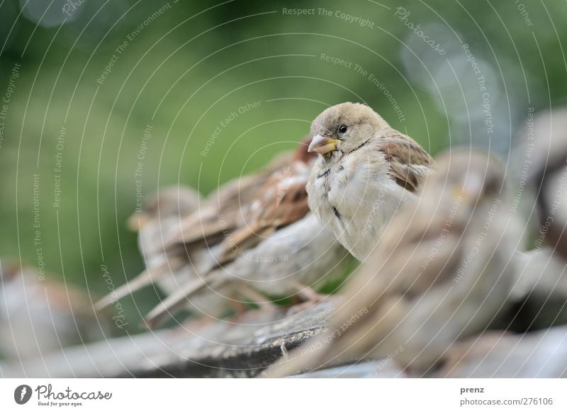 allein unter vielen Umwelt Natur Tier Wildtier Vogel Tiergruppe grau grün Spatz Singvögel Reihe Farbfoto Außenaufnahme Menschenleer Textfreiraum links Tag