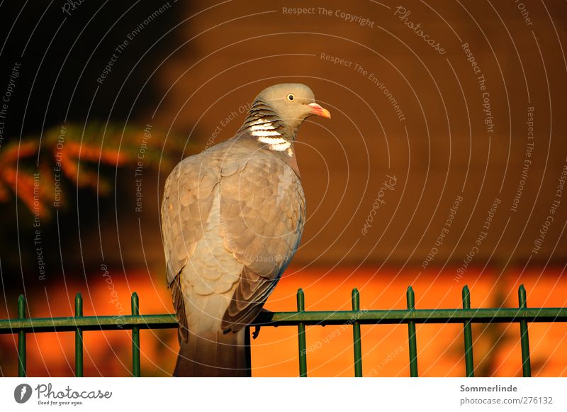 Siesta Umwelt Natur Sonne Sonnenaufgang Sonnenuntergang Sonnenlicht Sommer Herbst Tier Nutztier Wildtier Taube Flügel Zaun Gartenzaun beobachten Erholung Blick