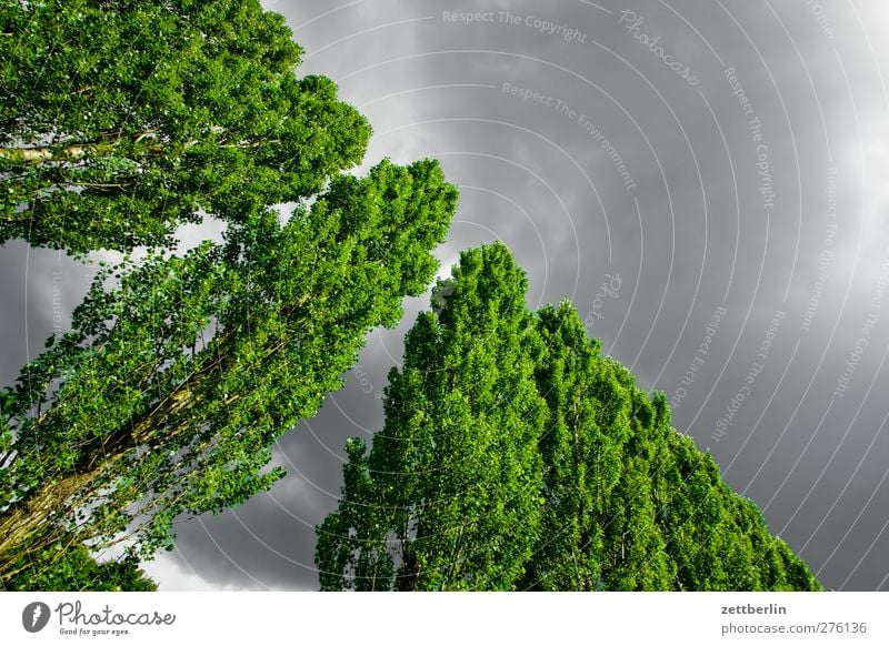 Pappeln Umwelt Natur Landschaft Himmel Wolken Gewitterwolken Sommer Klimawandel Wetter Schönes Wetter schlechtes Wetter Unwetter Pflanze Baum Blatt Garten Park