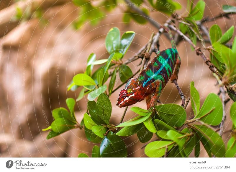 Buntes Chamäleon Panther Chamäleon Tier Wald Urwald wild Farbe mehrfarbig Ast grün Natur exotisch Landschaft Blatt Reptil Nahaufnahme Baum