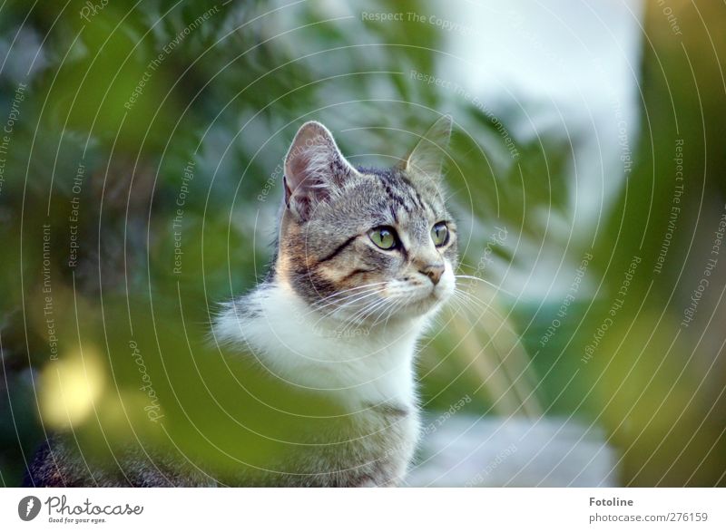 unser kleiner Asylant Umwelt Natur Pflanze Tier Sommer Baum Blatt Garten Haustier Katze Tiergesicht Fell 1 natürlich weich grau grün weiß Ohr Schnauze Auge