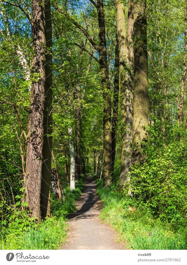 Landschaft im Spreewald bei Lübbenau Erholung Ferien & Urlaub & Reisen Tourismus wandern Natur Wasser Frühling Baum Wald Fluss Sehenswürdigkeit Wege & Pfade