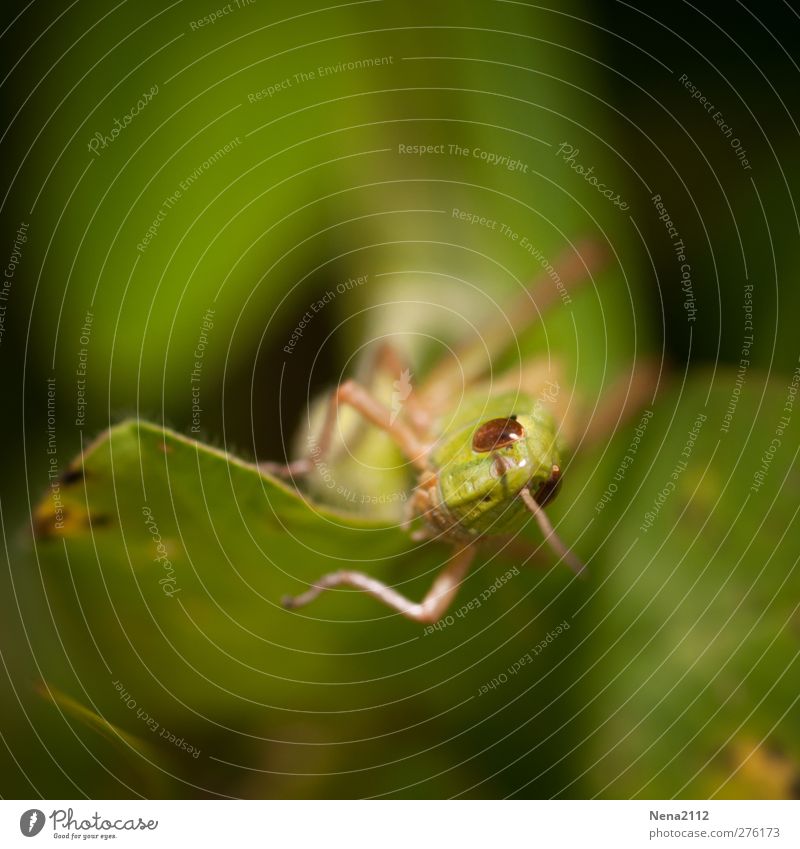 Besuch aus der Unterwelt... Umwelt Natur Tier Sommer Blatt Tiergesicht Insekt Heuschrecke Steppengrashüpfer 1 klein grün Farbfoto Außenaufnahme Nahaufnahme