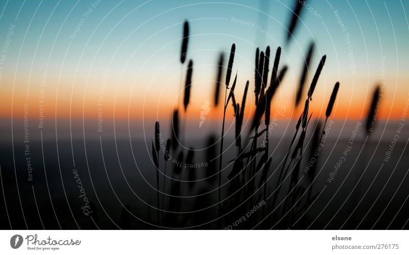 REED Natur Landschaft Wolkenloser Himmel Nachthimmel Horizont Sonnenaufgang Sonnenuntergang Schönes Wetter Pflanze Gras Sträucher Wildpflanze Schilfrohr Wiese