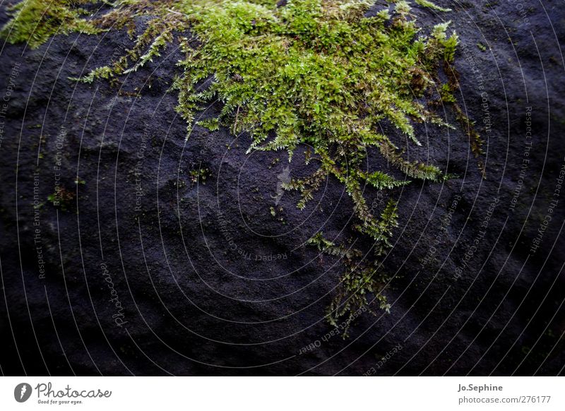 Bryophyta Natur Pflanze Moos Stein Wachstum dunkel frisch grün schwarz Klima Umwelt feucht bewachsen Widerstandskraft Farbfoto Außenaufnahme Detailaufnahme