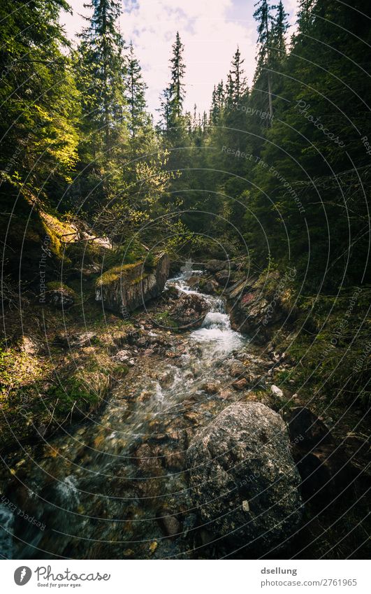 Wilder Bach mitten im Wald Zentralperspektive Starke Tiefenschärfe Sonnenlicht Schatten Licht Tag Menschenleer Außenaufnahme Farbfoto erleben grün braun blau