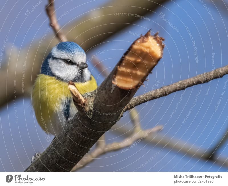 Blaumeise auf einem Ast Natur Tier Himmel Wolkenloser Himmel Sonnenlicht Schönes Wetter Baum Zweig Vogel Tiergesicht Flügel Krallen Meisen Schnabel Auge Feder 1