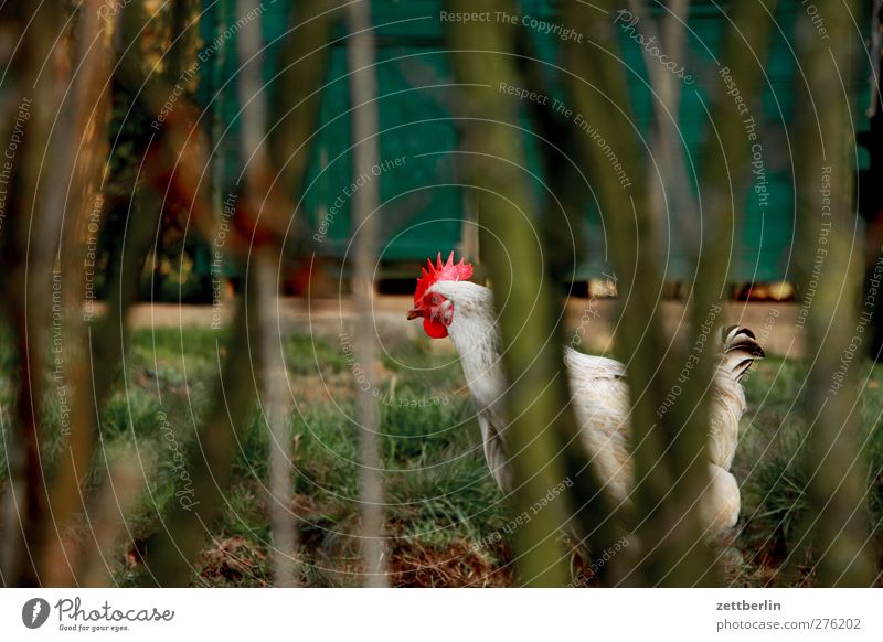 Huhn Umwelt Natur Sommer Herbst Garten Park Tier Nutztier Vogel Tiergesicht 1 laufen Haushuhn freilaufend Bioprodukte Geflügelfarm Bauernhof Tierhaltung