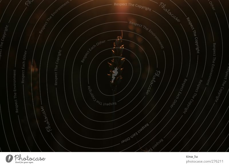 straßenrand-romantik II Getreide Natur Pflanze Nutzpflanze Feld gold Farbfoto Außenaufnahme Menschenleer Abend Silhouette Sonnenaufgang Sonnenuntergang