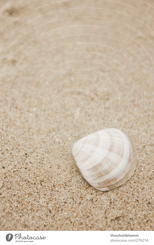 Klein und Kariert Umwelt Natur Sand Sommer Strand Meer Muschel Dekoration & Verzierung ästhetisch hell einzigartig klein natürlich schön braun weiß Erholung