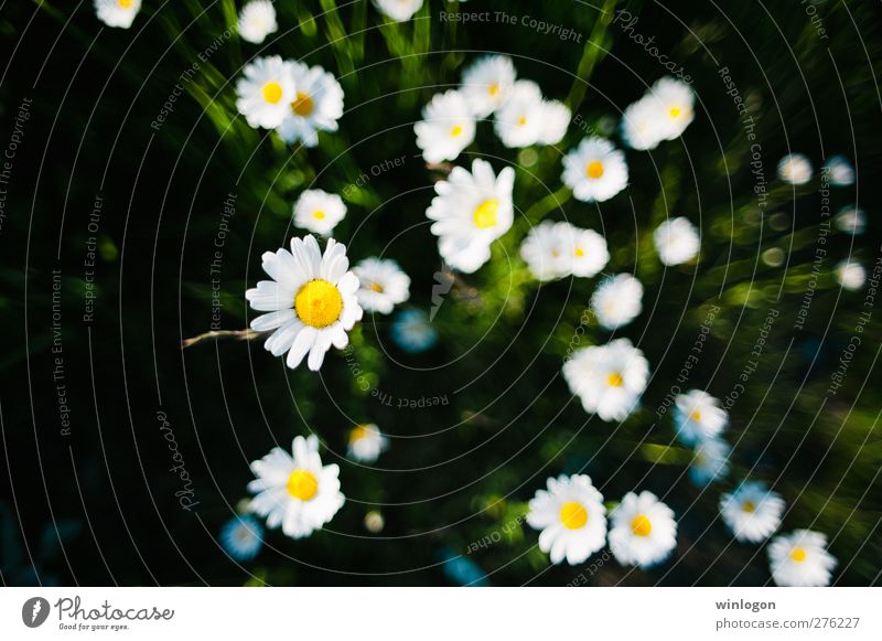 Kamillen Natur Pflanze Erde Sommer Blume Grünpflanze Kamillenblüten gelb grün schwarz weiß Matricaria Korbblütler Kräuter & Gewürze maritimum winlogon