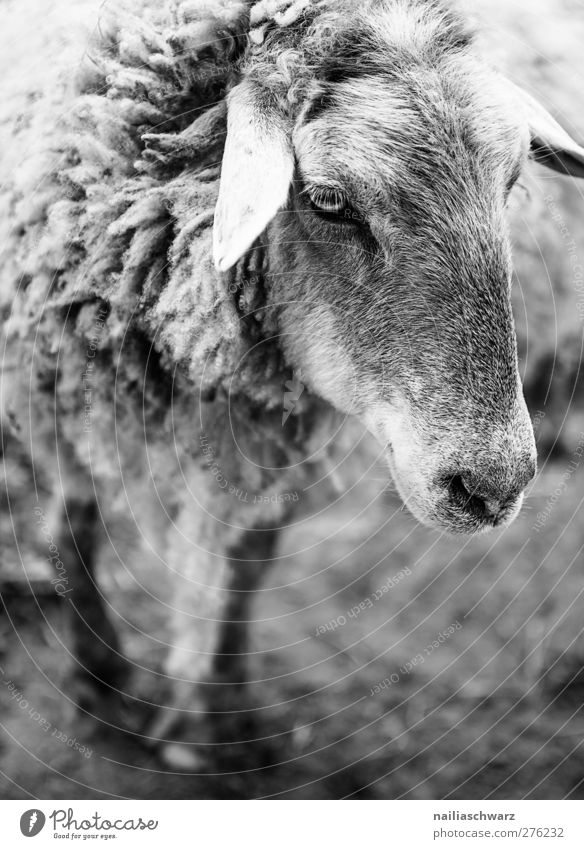 Schaf Landwirtschaft Forstwirtschaft Natur Tier Haustier Nutztier Tiergesicht Fell 1 beobachten Blick stehen träumen schwarz weiß Tierliebe Umwelt Bauernhof Alm