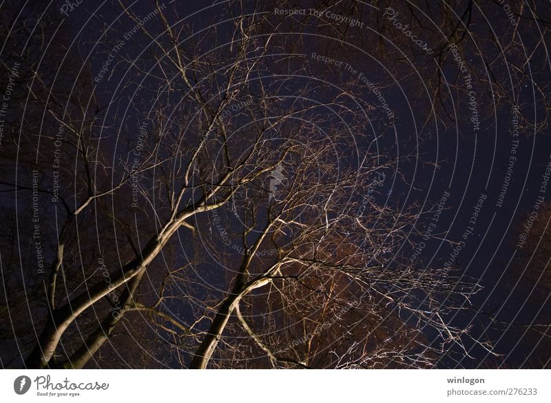 Baumkronen in der Nacht Natur Himmel Europa Deutschland dunkel hoch blau schwarz Stern Sternenhimmel Langzeitbelichtung Weltall Erde Blick oben aufwärts träumen