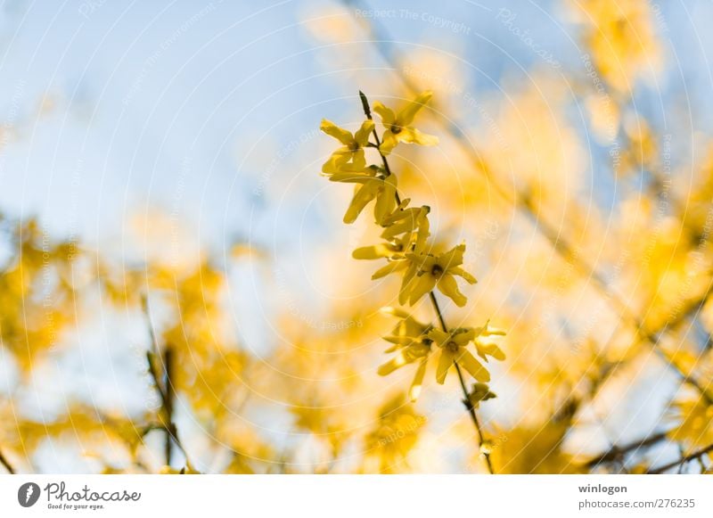 Gelb! exotisch Gesundheit Duft Sommer Sonnenbad Pflanze Frühling Blume Blüte Grünpflanze Garten Park blau gelb Gefühle Vertrauen Warmherzigkeit Sympathie schön