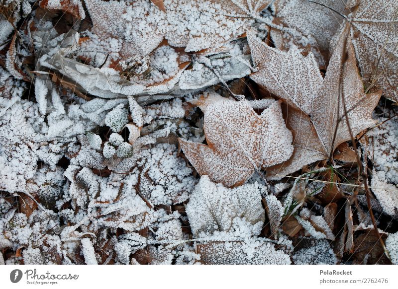 #A# Wintermorgen I Umwelt Natur ästhetisch kalt Kälteschock Winterwald Wintertag winterfest Blatt Herbstlaub gefroren Farbfoto Gedeckte Farben Außenaufnahme