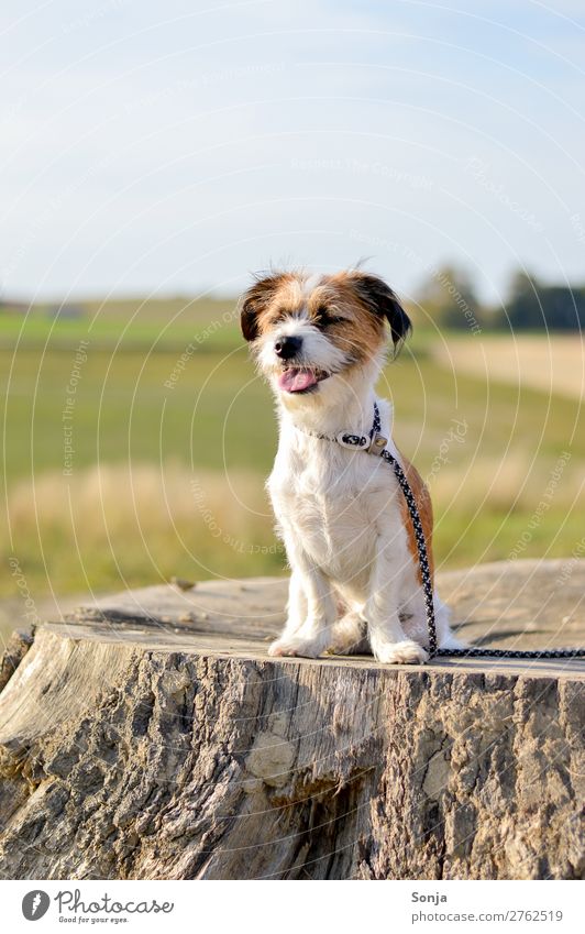 Kleiner Hund auf einem Baumstamm Lifestyle Sommer Sonne Natur Landschaft Himmel Sonnenlicht Schönes Wetter Tier Haustier 1 Lächeln sitzen Glück niedlich