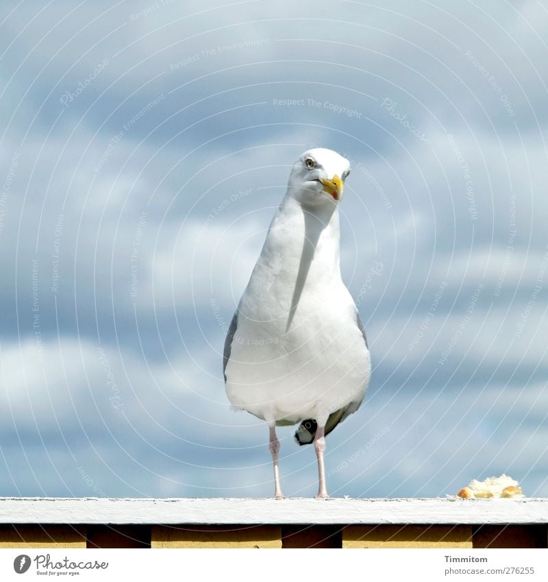 Was iss? Ferien & Urlaub & Reisen Tier Dänemark Terrasse Wildtier Vogel Möwe 1 beobachten Blick stehen einfach grau weiß Misstrauen Natur füttern Farbfoto