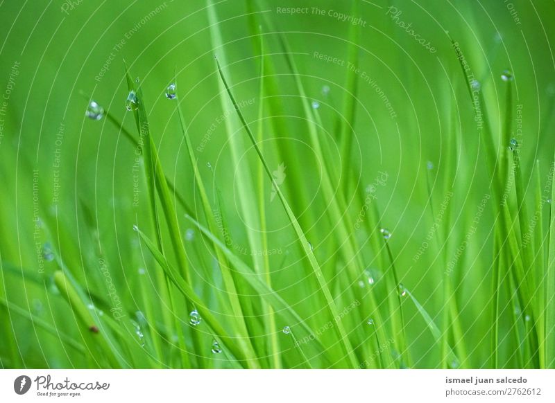 Tropfen auf den grünen Blättern Gras Pflanze Blatt Regentropfen glänzend hell Garten geblümt Natur abstrakt Konsistenz frisch Außenaufnahme Hintergrund