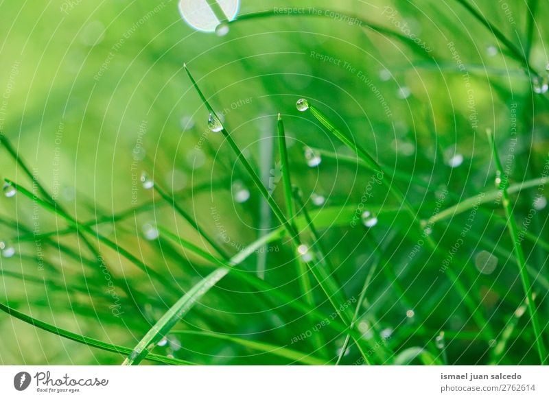 Tropfen auf den grünen Blättern Gras Pflanze Blatt Regentropfen glänzend hell Garten geblümt Natur abstrakt Konsistenz frisch Außenaufnahme Hintergrund