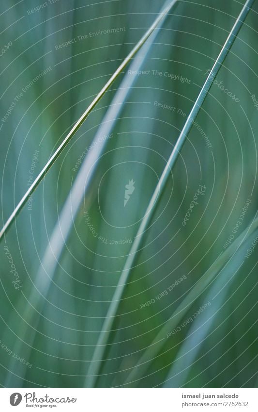 grüne Blätter Textur Pflanze Blatt Garten geblümt Natur Dekoration & Verzierung abstrakt Konsistenz frisch Außenaufnahme Hintergrund Beautyfotografie