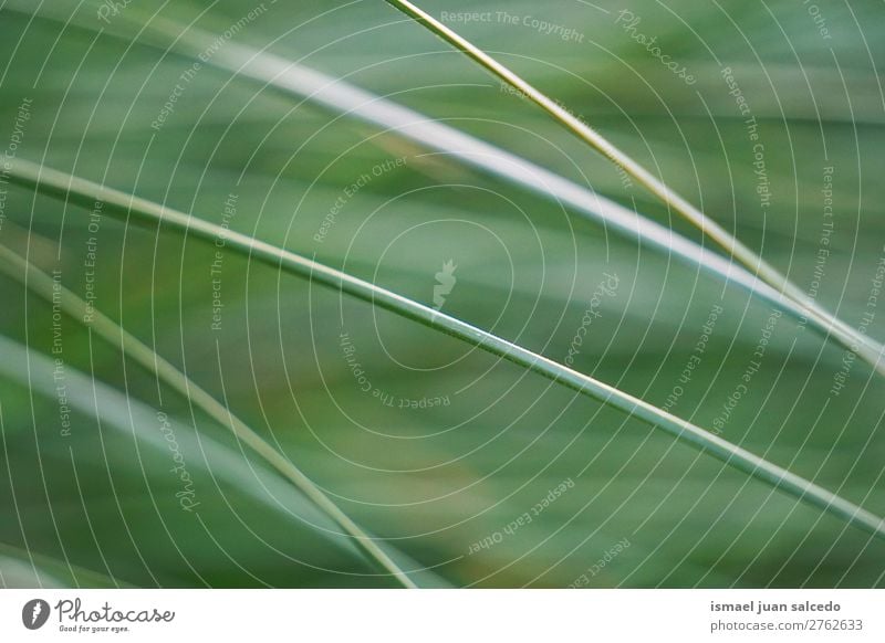 grüne Blätter Textur Pflanze Blatt Garten geblümt Natur Dekoration & Verzierung abstrakt Konsistenz frisch Außenaufnahme Hintergrund Beautyfotografie