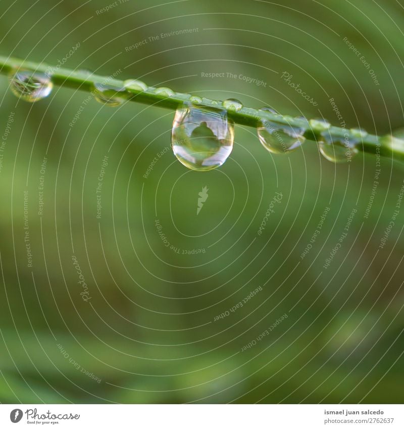 Tropfen auf die grüne Pflanze Gras Blatt Regentropfen glänzend hell Garten geblümt Natur abstrakt Konsistenz frisch Außenaufnahme Hintergrund Beautyfotografie