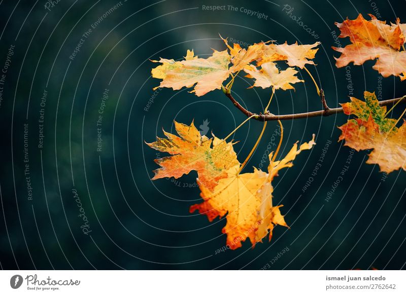 gelbe Baumblätter Blatt Natur abstrakt Konsistenz Außenaufnahme Hintergrund Beautyfotografie Zerbrechlichkeit Herbst fallen Winter