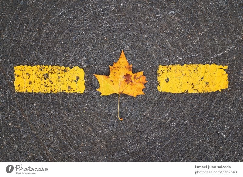 gelbes Blatt auf dem Boden Natur abstrakt Konsistenz Außenaufnahme Hintergrund Beautyfotografie Zerbrechlichkeit Herbst fallen Winter