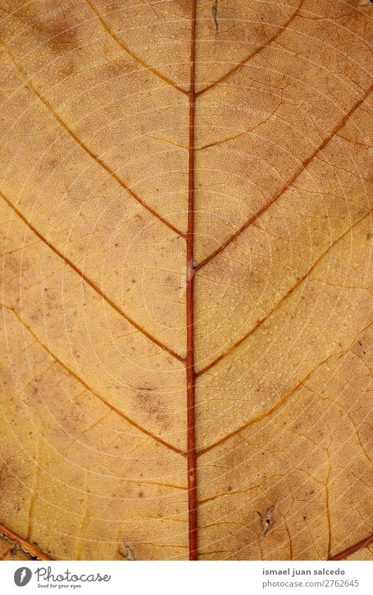 braune Blattstruktur Natur abstrakt Konsistenz Außenaufnahme Hintergrund Beautyfotografie Zerbrechlichkeit Herbst fallen Winter