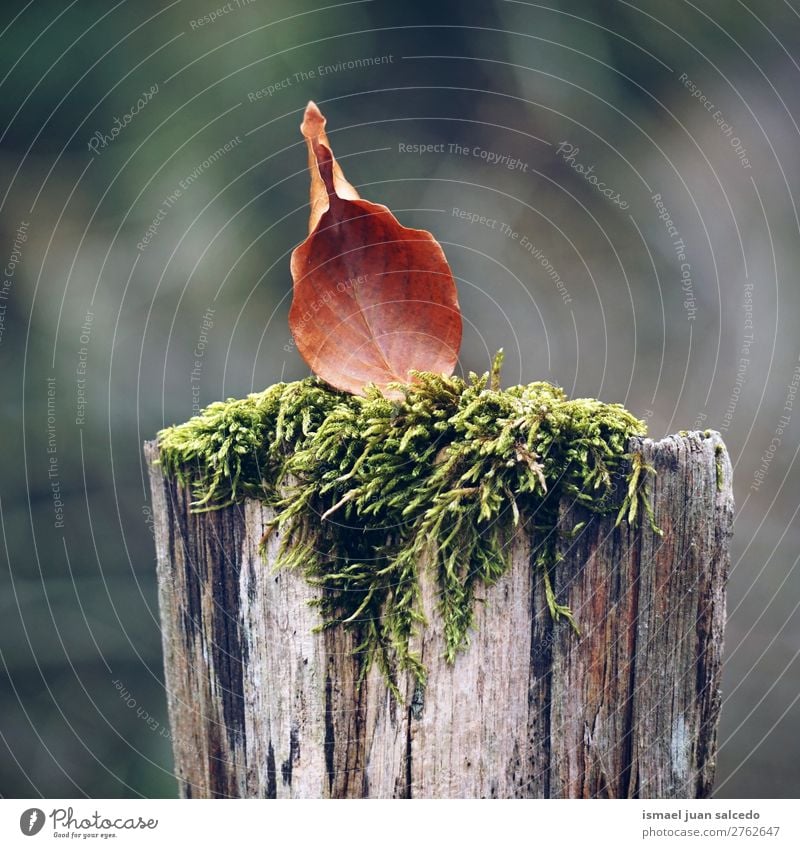 braunes Blatt am Stamm Natur abstrakt Konsistenz Außenaufnahme Hintergrund Beautyfotografie Zerbrechlichkeit Herbst fallen Winter